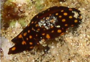 Photo:O. Lederman; See note in the Sea Slug Forum